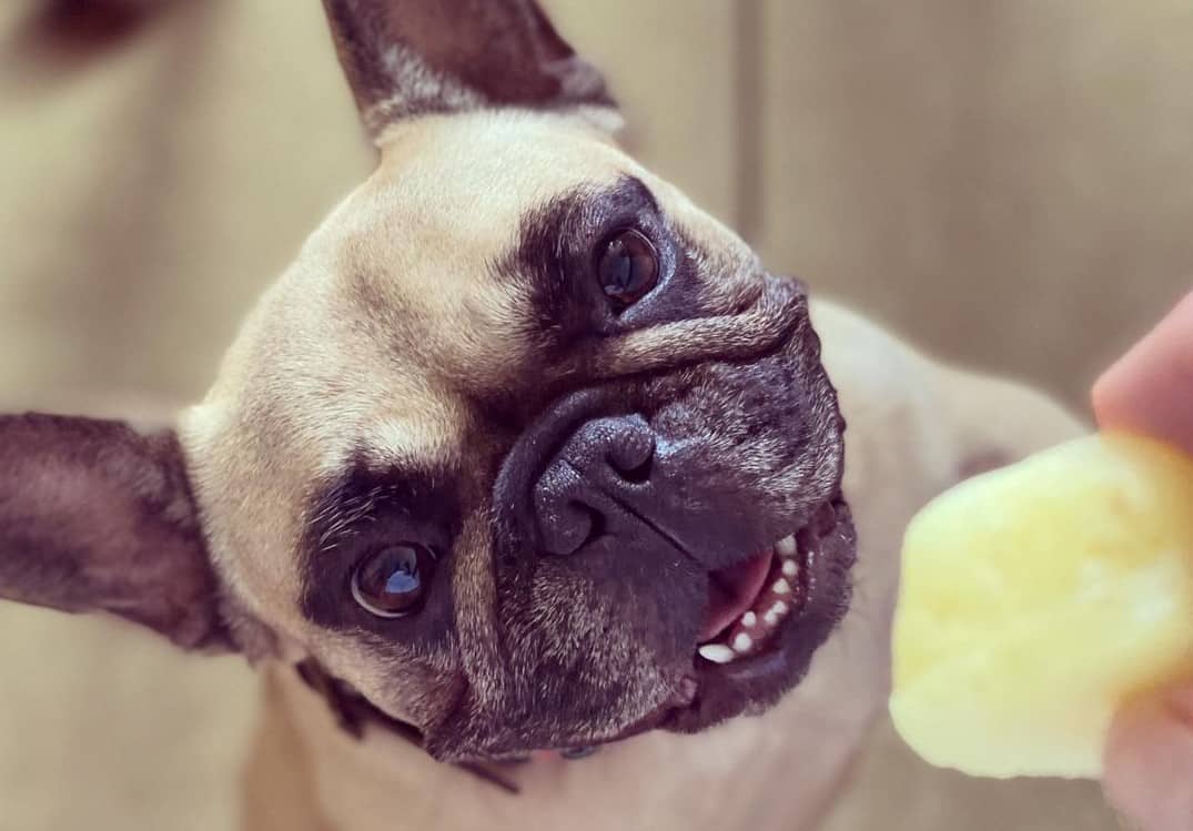 Can French Bulldogs Eat Pineapple?