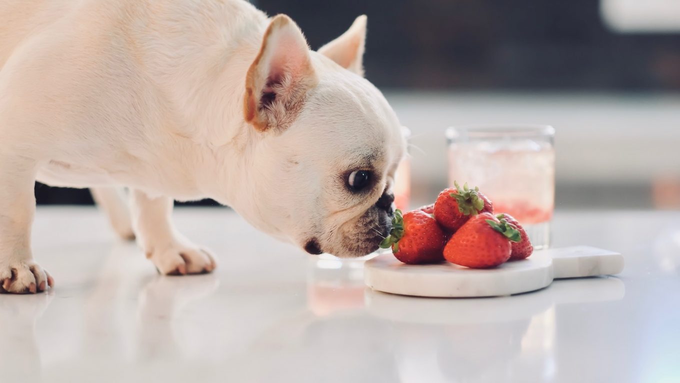 Can French Bulldogs Eat Strawberries?