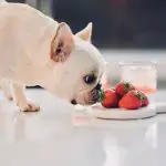 Can French Bulldogs Eat Strawberries?
