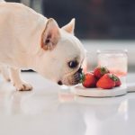 Can French Bulldogs Eat Strawberries?