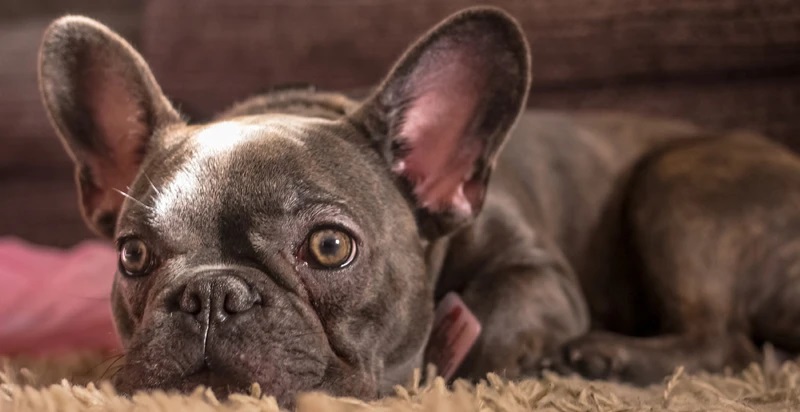 Can French Bulldogs Eat Turkey