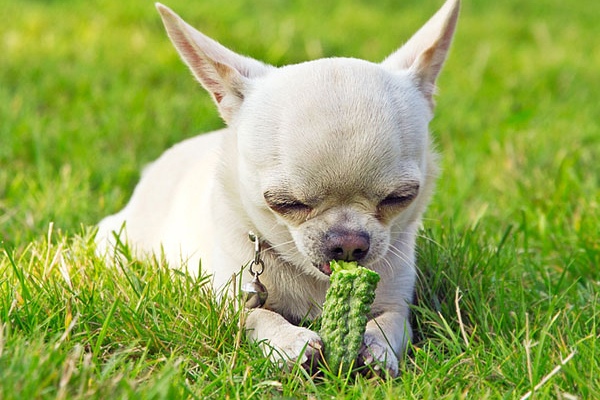 How to Feed Cucumbers to French Bulldogs