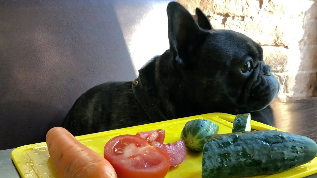 What Vegetables Can French Bulldogs Eat?