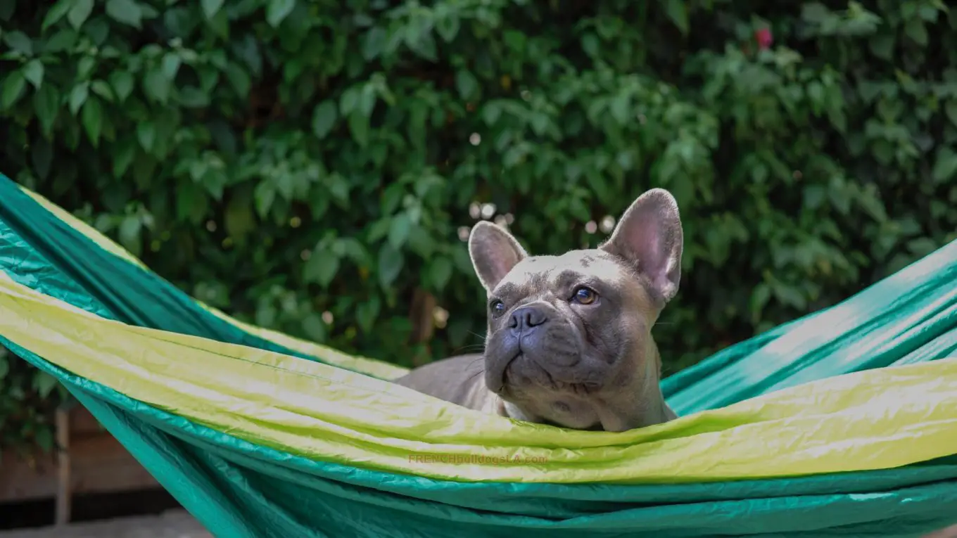 Can French Bulldogs Eat Ground Beef