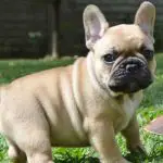 How Can I Stop My French Bulldog From Eating Poop