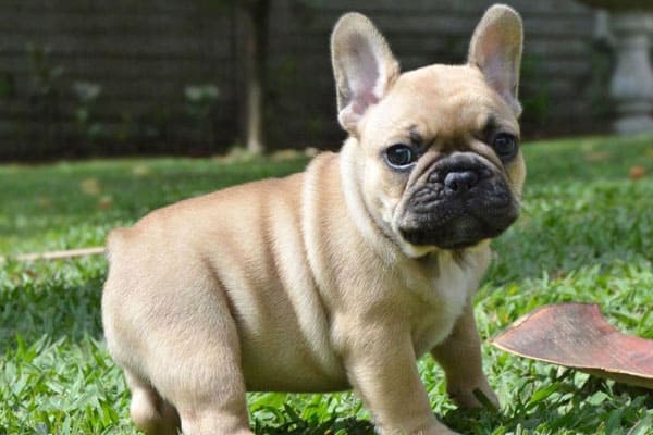 How Can I Stop My French Bulldog From Eating Poop