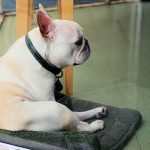 How to Keep French Bulldog Coat Shiny