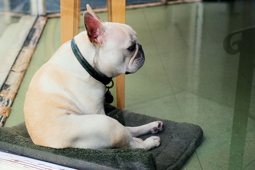 How to Keep French Bulldog Coat Shiny