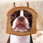Can French Bulldogs Eat Bread?