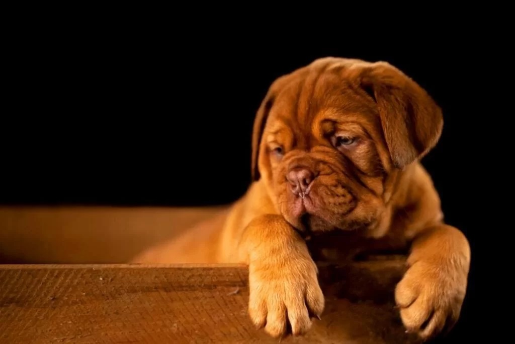 Golden Retriever Bulldog Mix