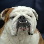 How Long do English Bulldogs Live?