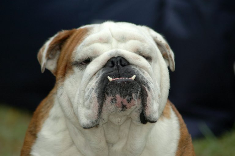 English Bulldog Life Expectancy How Long do English Bulldogs Live?