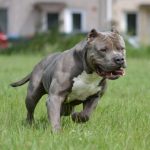 American Bully XL