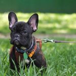 Best French Bulldog Harnesses