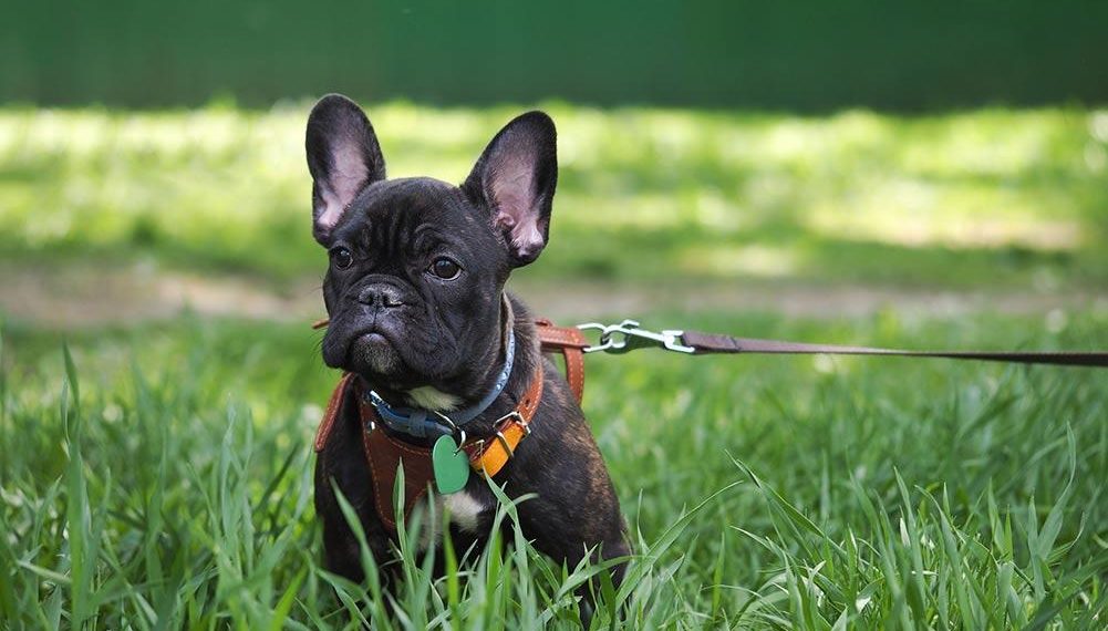 Best French Bulldog Harnesses