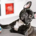 Best Toys For French Bulldogs