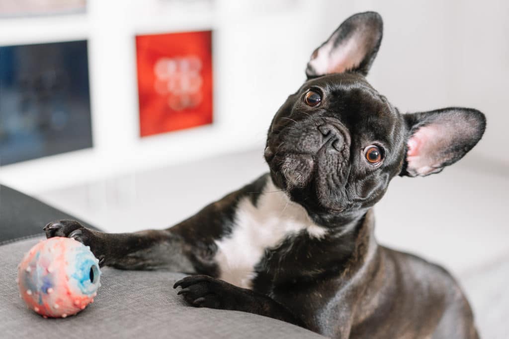 Best Toys For French Bulldogs