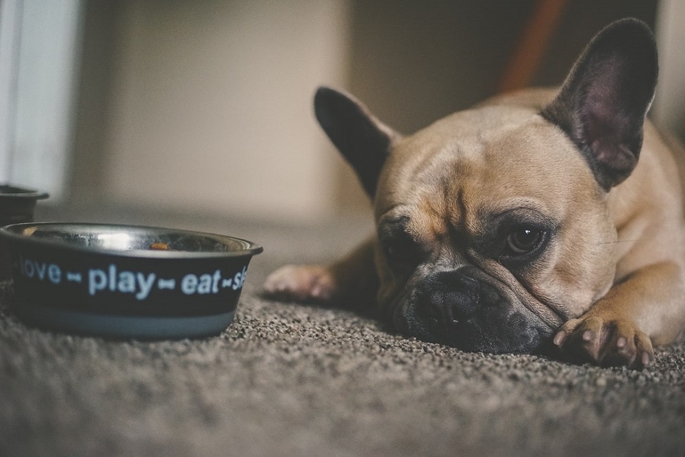 Can French Bulldogs Eat Beans?