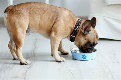 Can French Bulldogs Eat Beef?