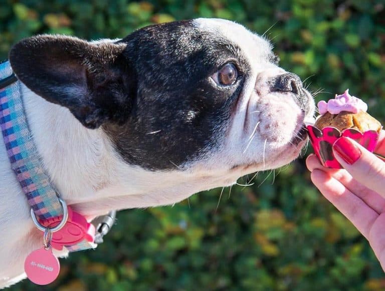 Can French Bulldogs Eat Black Pudding?