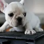 Can French Bulldogs Eat Green Apples?