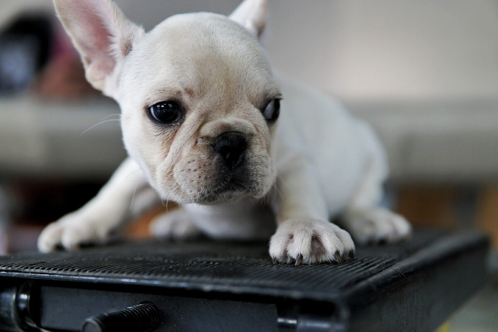 Can French Bulldogs Eat Green Apples?