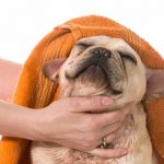 Dermatitis In French Bulldogs