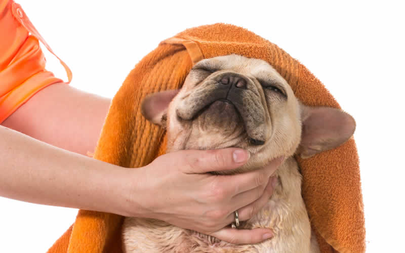 Dermatitis In French Bulldogs