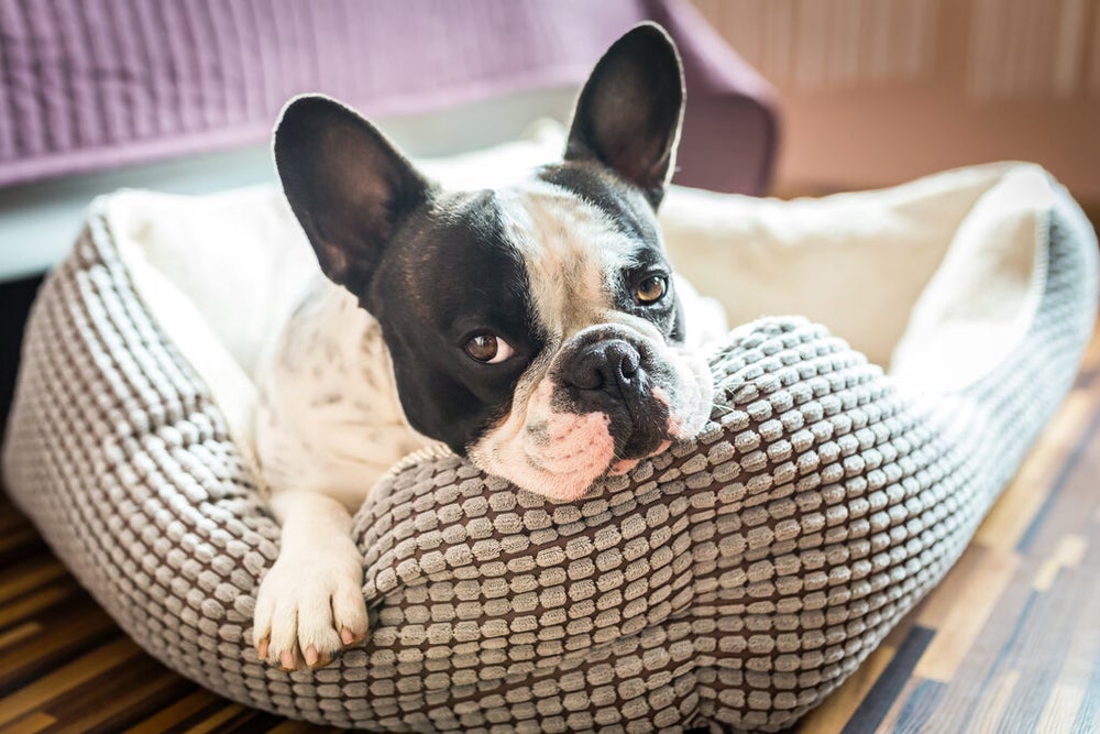 Fluffy French Bulldog Mix