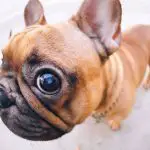 French Bulldog Eye Infection
