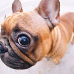 French Bulldog Eye Infection