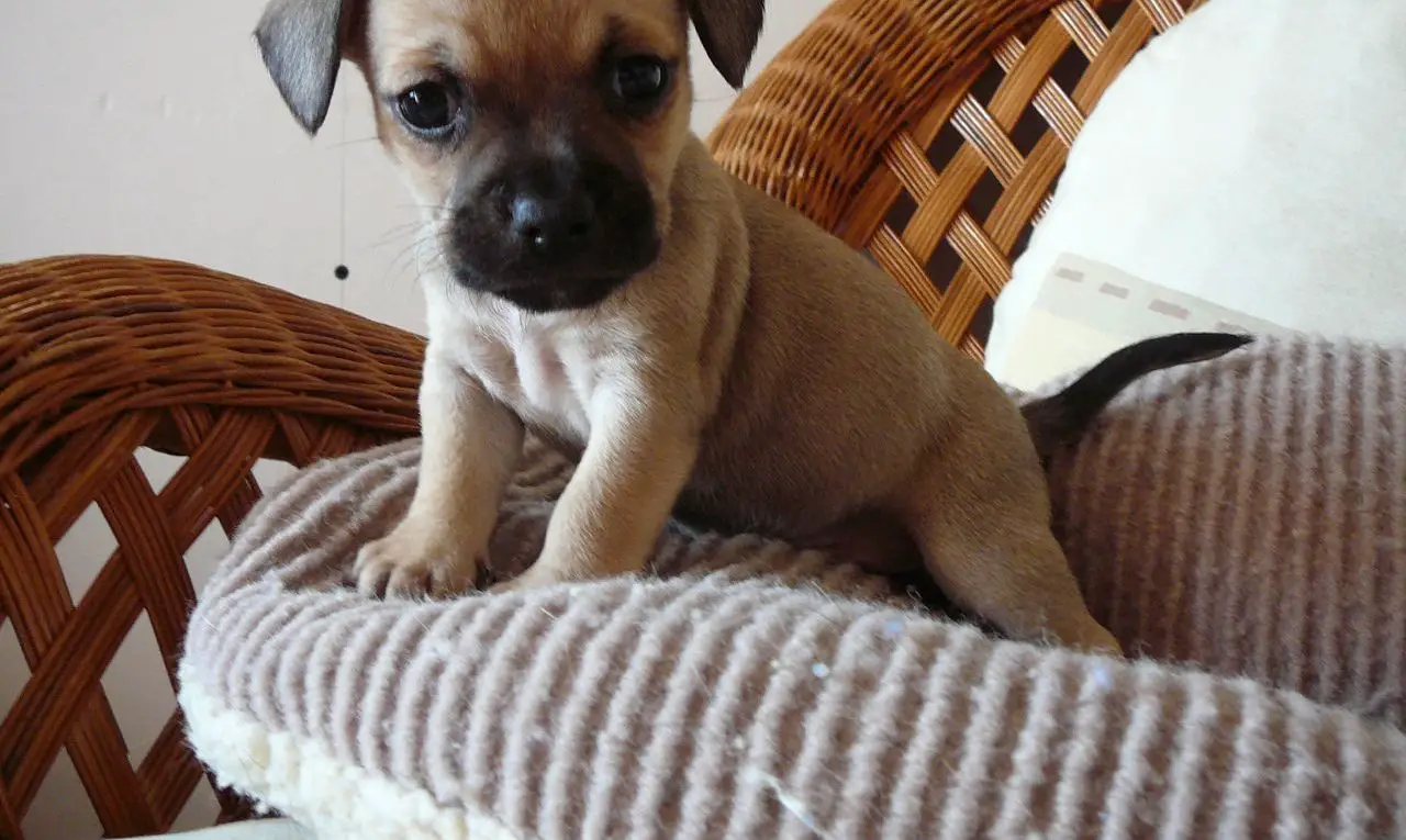 Frenchie And Chihuahua Mix