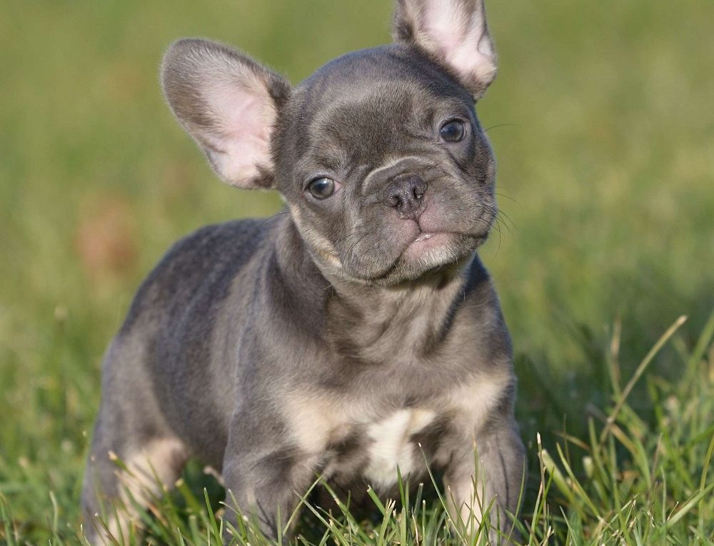 Grey French Bulldog