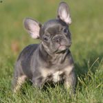 Grey French Bulldog