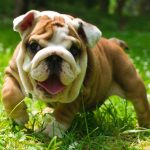 How Much Do English Bulldogs Shed?