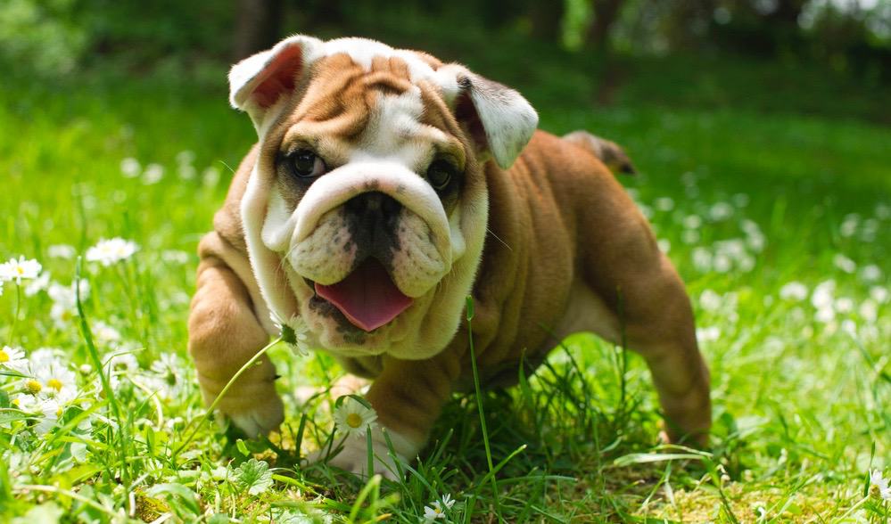 How Much Do English Bulldogs Shed?