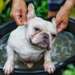 How To Clean A French Bulldog's Ears