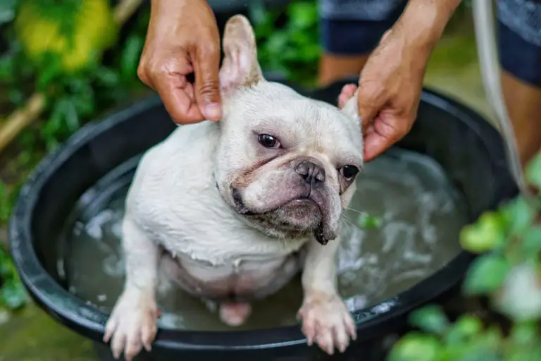 How To Clean A French Bulldog's Ears