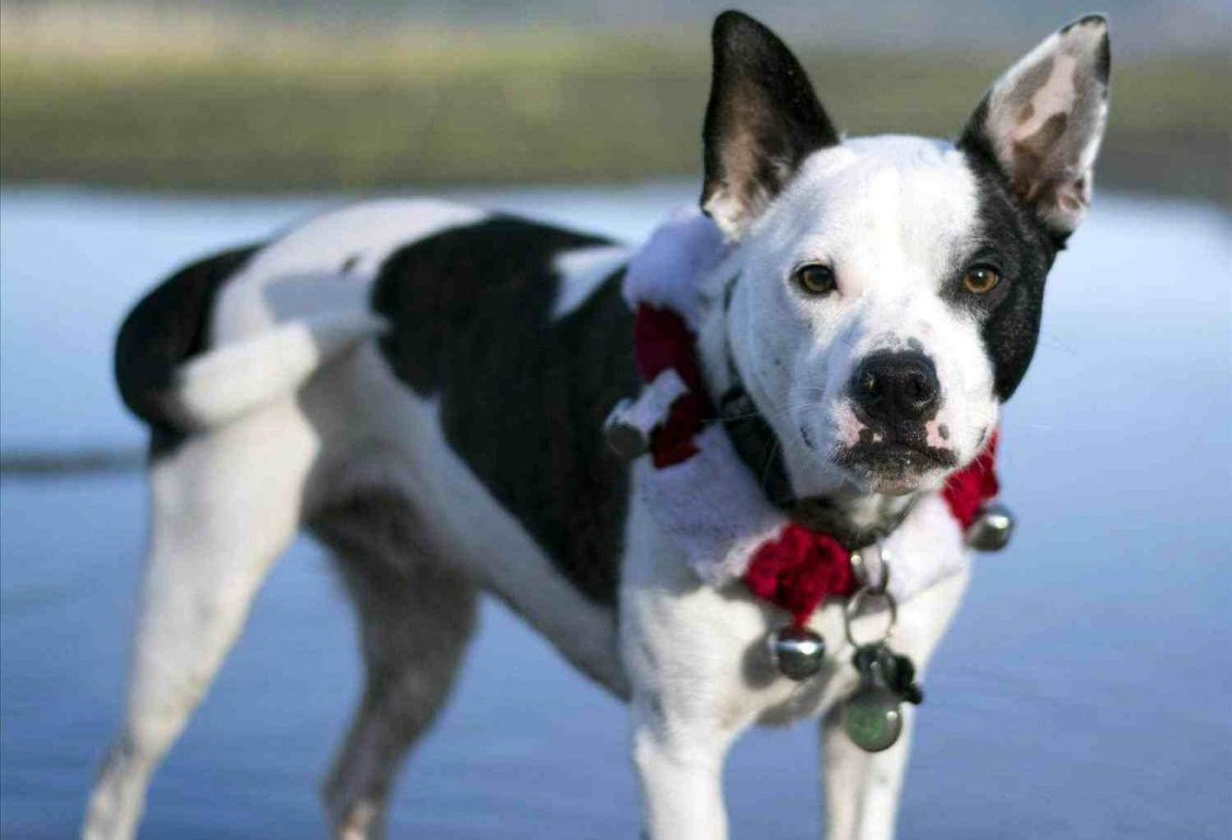 Husky Bulldog Mix