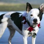 Husky Bulldog Mix