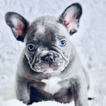 Micro Frenchie