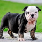 Mini English Bulldog