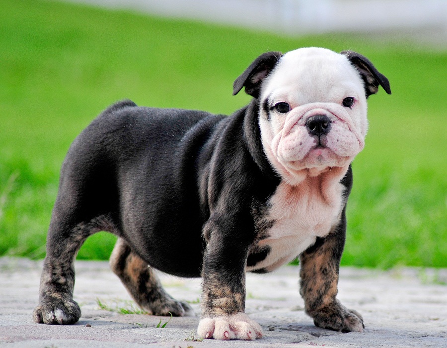 Mini English Bulldog