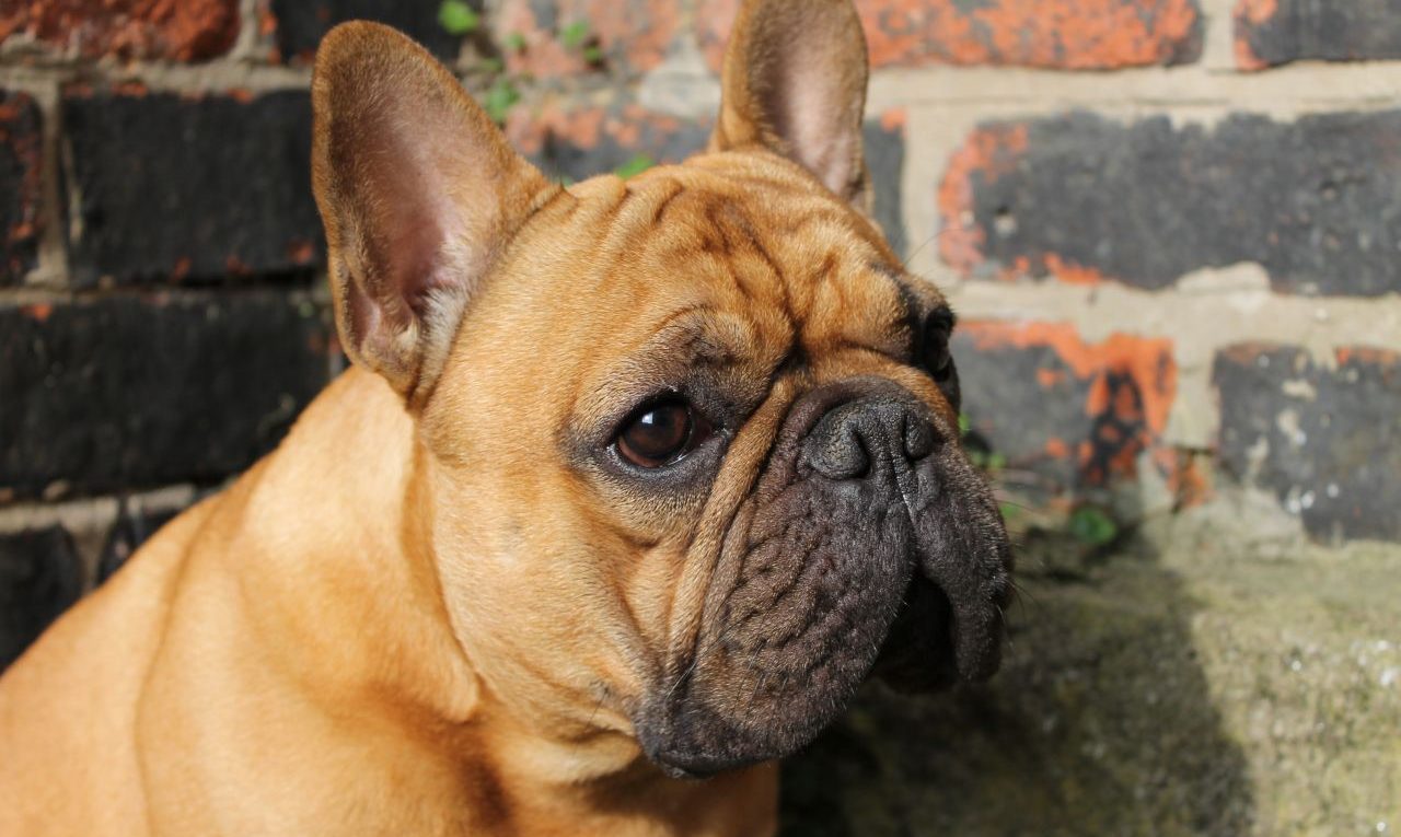 Red Fawn French Bulldog