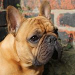 Red Fawn French Bulldog