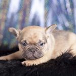 Sable French Bulldog