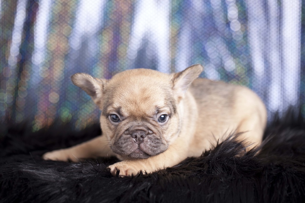 Sable French Bulldog