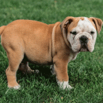 The Different Shapes Of Bulldog Tails