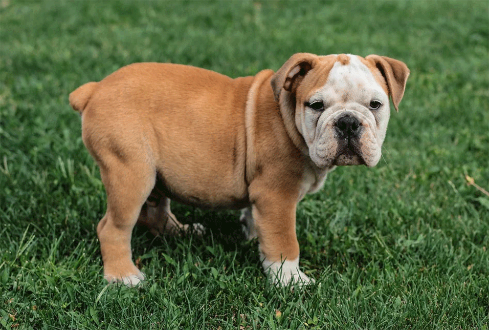 The Different Shapes Of Bulldog Tails