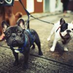 The Different Types of French Bulldogs